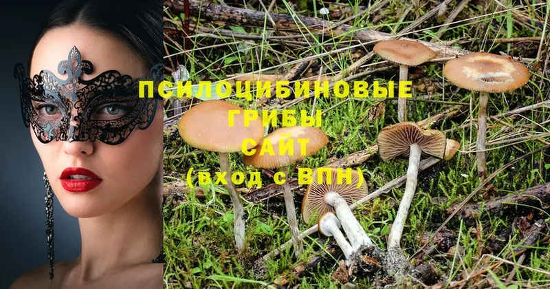 Псилоцибиновые грибы Cubensis  магазин    Ачинск 